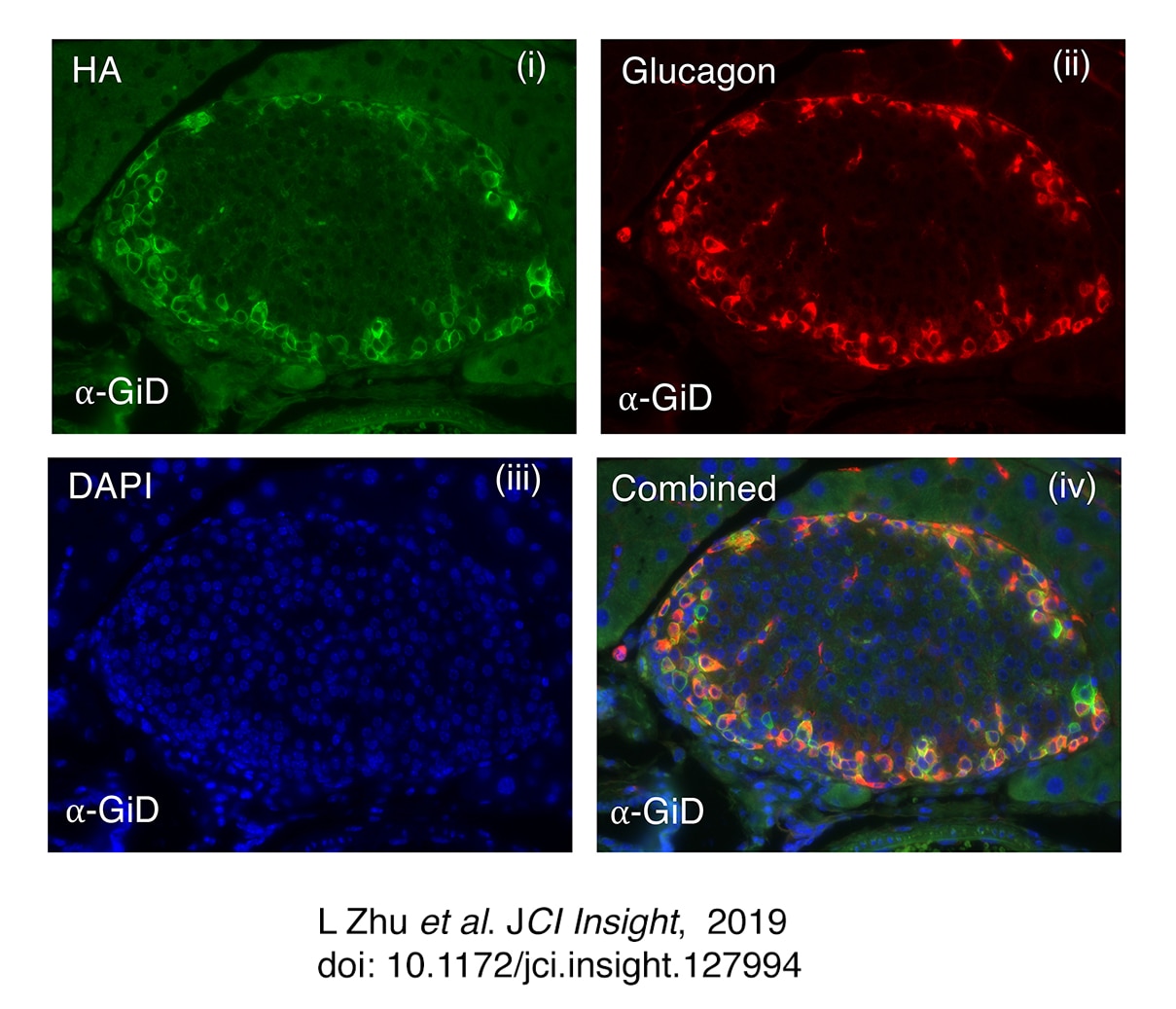 Images of selective expression of Gi-coupled designer receptor (Gi= Gi DREADD) in alpha cells of mouse panceatic islets