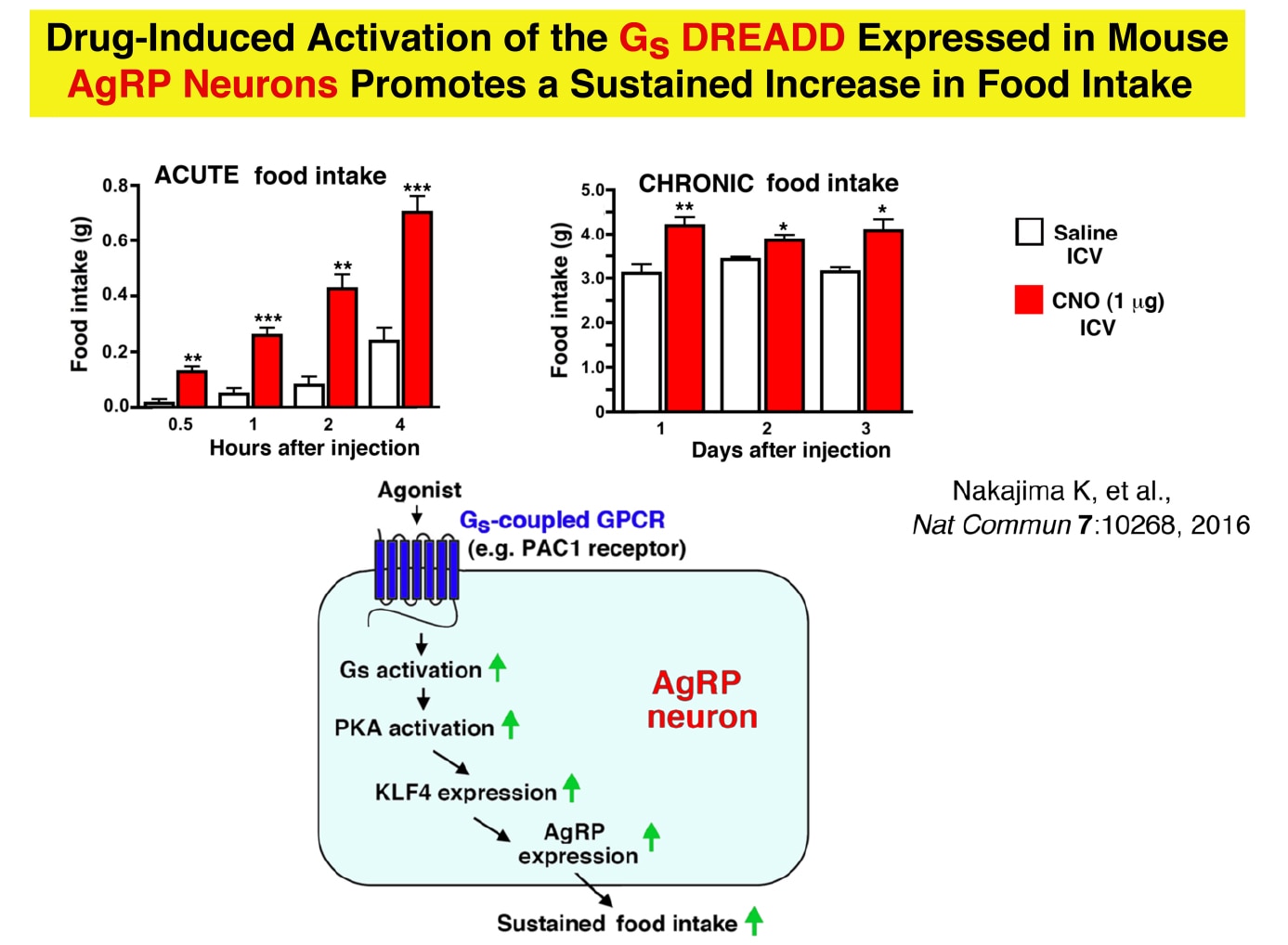 Scheme summarizing how activation of Gs signaling in AgRP neurons promotes food intake in mice.