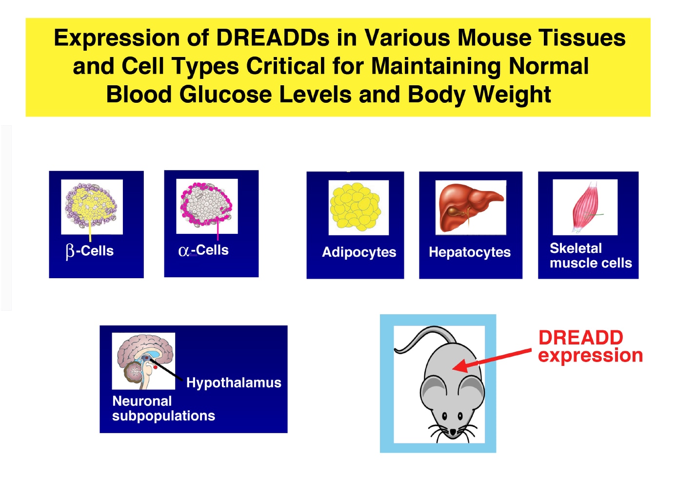 Expression of designer GPCRs known as DREADDs in metabolically important cell types