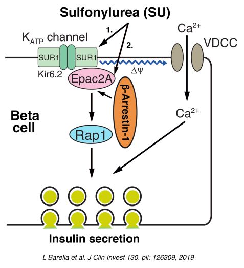 Scheme depicting that beta-arrestin-1 binding to Epac2A is required for the ability of sulphonylurea drugs to efficiently stimulate insulin release from mouse pancreatic beta-cells