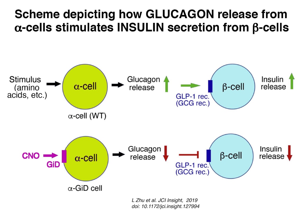 Scheme showing how activation of Gi signaling in alpha cells reduces both glucagon and insulin release in mouse pancreatic islets (GCG rec., glucagon receptor)