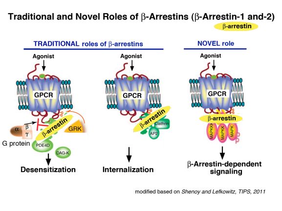 Chart of Functional roles of beta-arrestins.