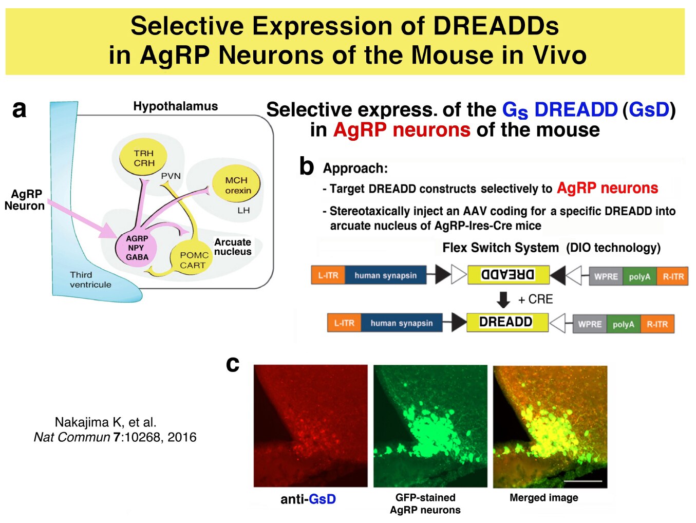 Chart explaining Selective expression of a Gs-coupled designer receptor (Gs DREADD) in mouse AgRP neurons