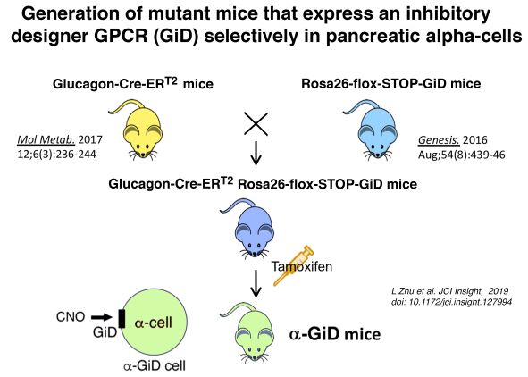 Generation of a mutant mouse strain expressing a Gi-coupled designer receptor (GiD= Gi DREADD) selectively in alpha cells of mouse pancreatic islets