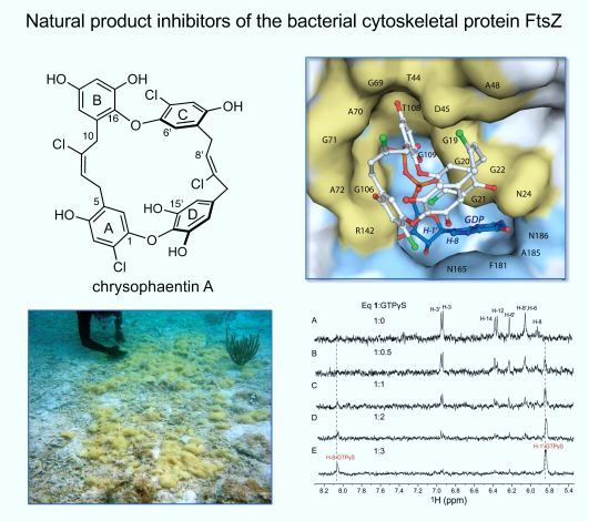 Photo of Natural product inhibitors of the bacterial cytoskeletal protein in FtsZ.