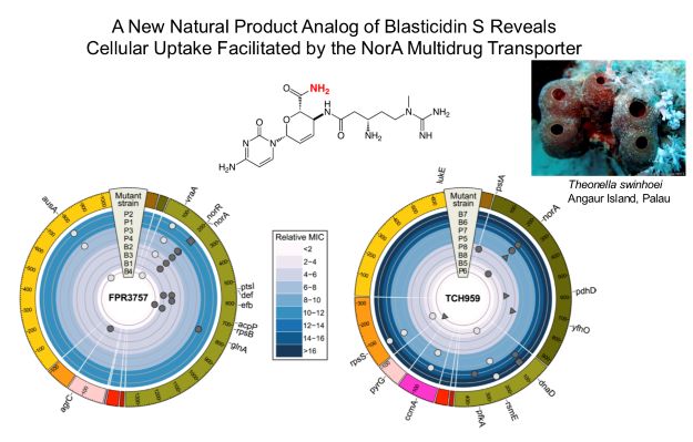Photo of a new natural product analog of blasticidin S reveals cellular uptake facilitated by the Nora multidrug transporter.