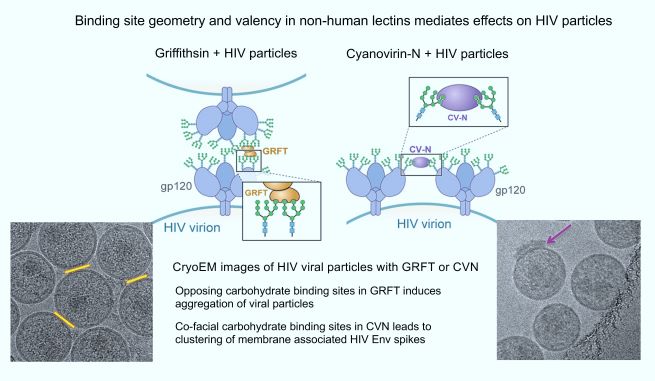 Diagram of binding site geometry and valency in non-human lectins.