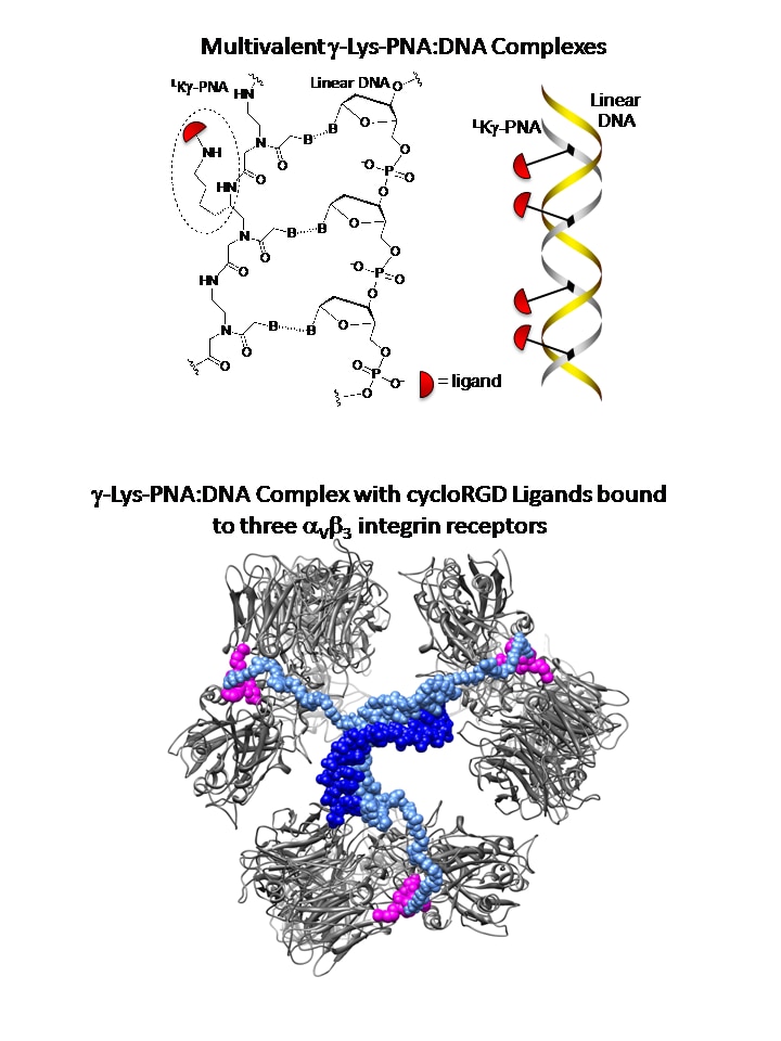 PNA-multivalency