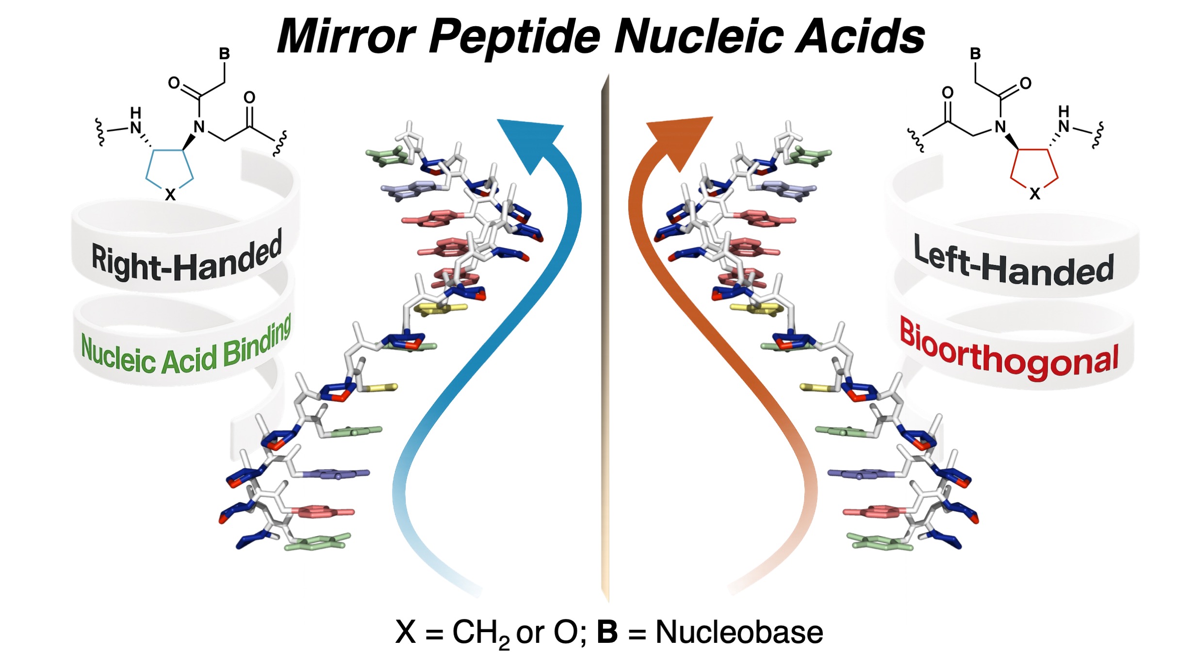 Bioorthogonal Peptide Nucleic Acids
