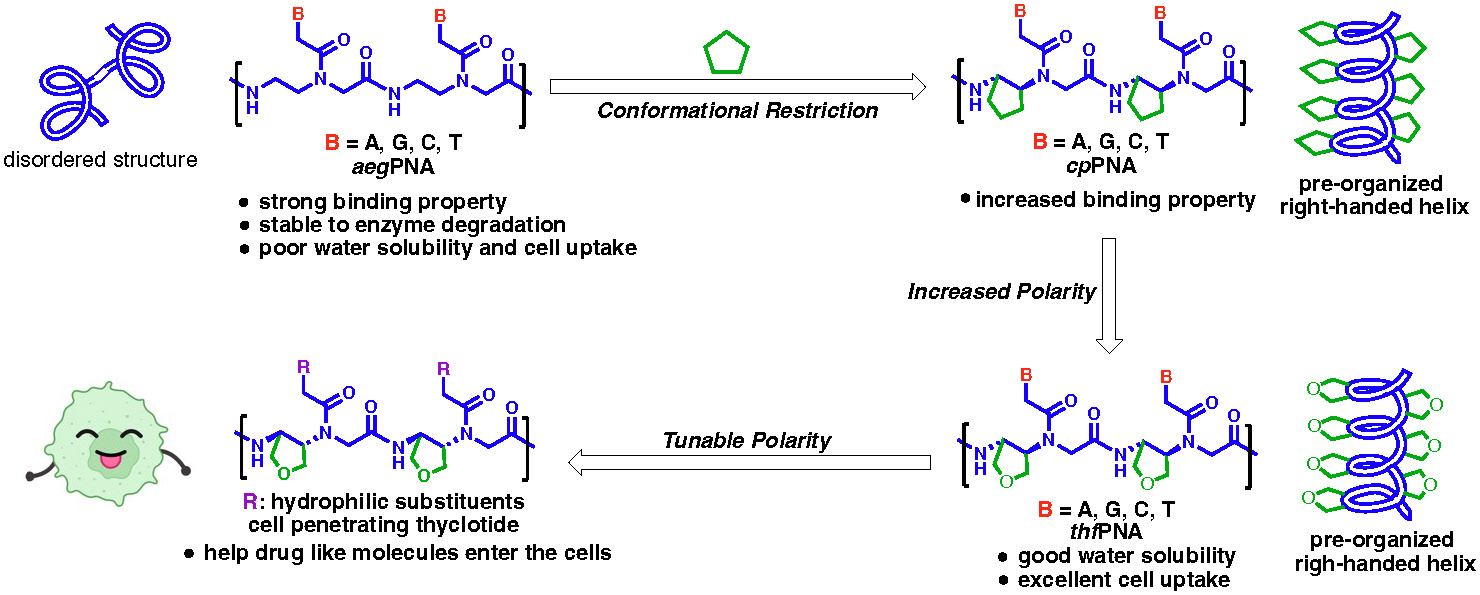 Evolution of cyclopentane PNA (cpPNA), tetrahydrofuran PNA (thfPNA), and cell penetrating thyclotides.