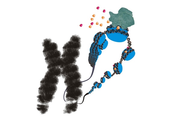 Photo of SIRT1 is involved in FMR1 gene silencing in Fragile X mental retardation syndrome
