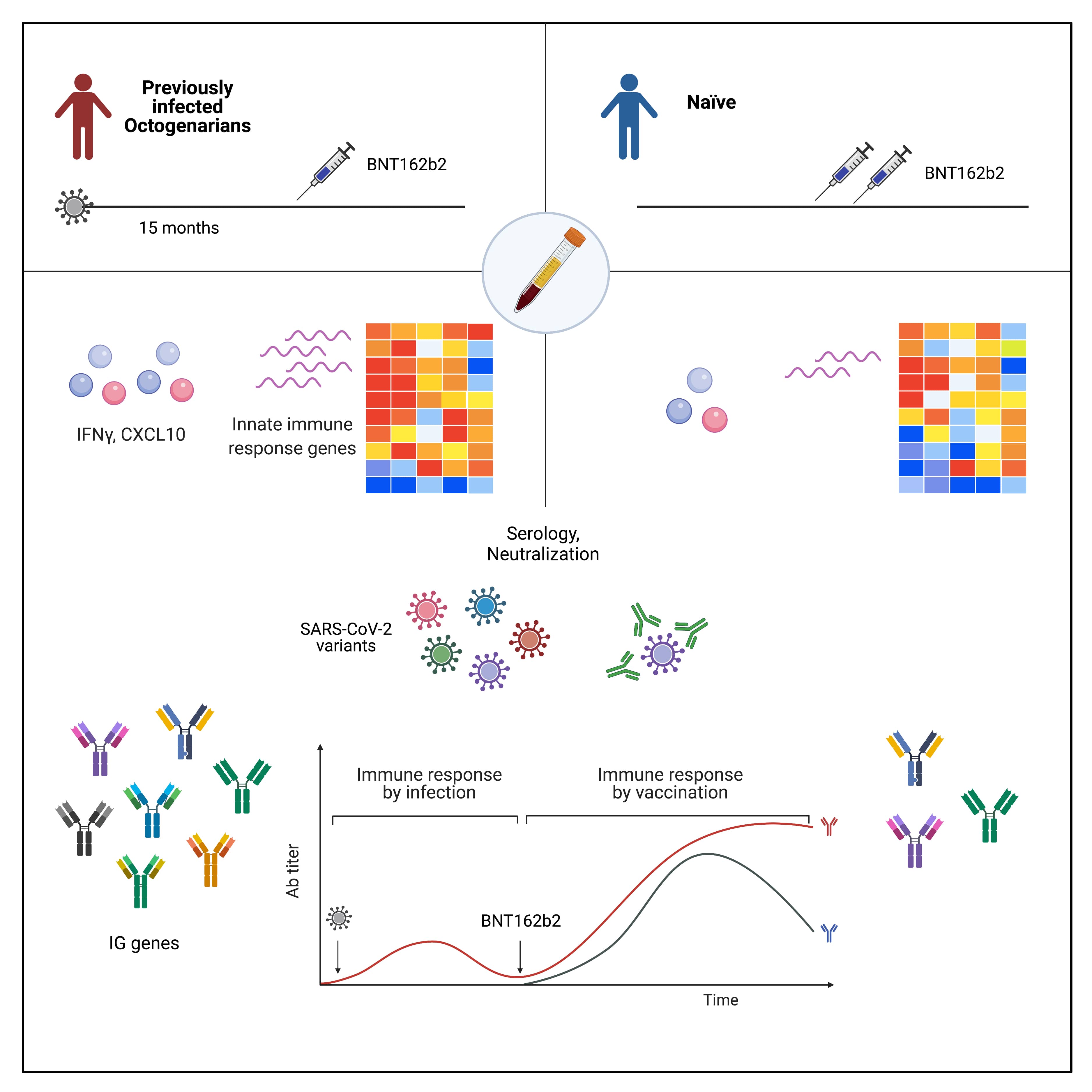 mRNA vaccination immune response in previously infected Octogenarians versus Naïve patients.