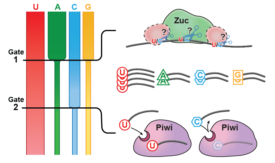 Photo of model for the establishment of a 1U-bias. The 1U-bias is established by differential gating against all nucleotides but Uridine (U).