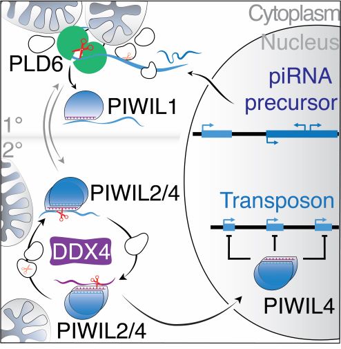 Photo of a simplified model of mammalian piRNA pathways highlighting conserved piRNA biogenesis factors.