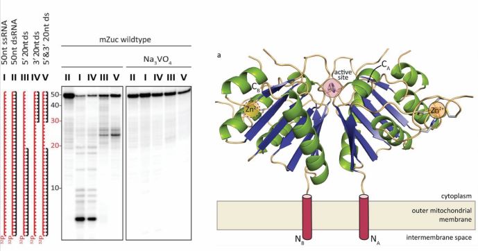 Photo of the mouse homolog of Drosophila zucchini (zuc), mmZuc/PLD6, is a novel single-strand-specific endonuclease. Zuc, originally identified by Trudi Schupbach and implicated in piRNA-silencing by her group, is a key-enzyme in piRNA biogenesis. Zuc generates the diagnostic 5’ monophosphorylated ends of primary piRNAs, and in select cases also their mature 3’ termini. Sequence preferences of the Zuc processor complex contribute to the 1U-bias of Piwi-piRNAs