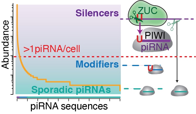 Cellular abundance shapes function in piRNA-guided genome defense