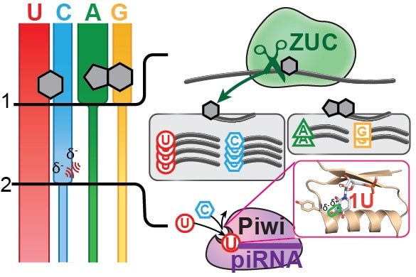 Decoding the 5 nucleotide bias of PIWI-interacting RNAs