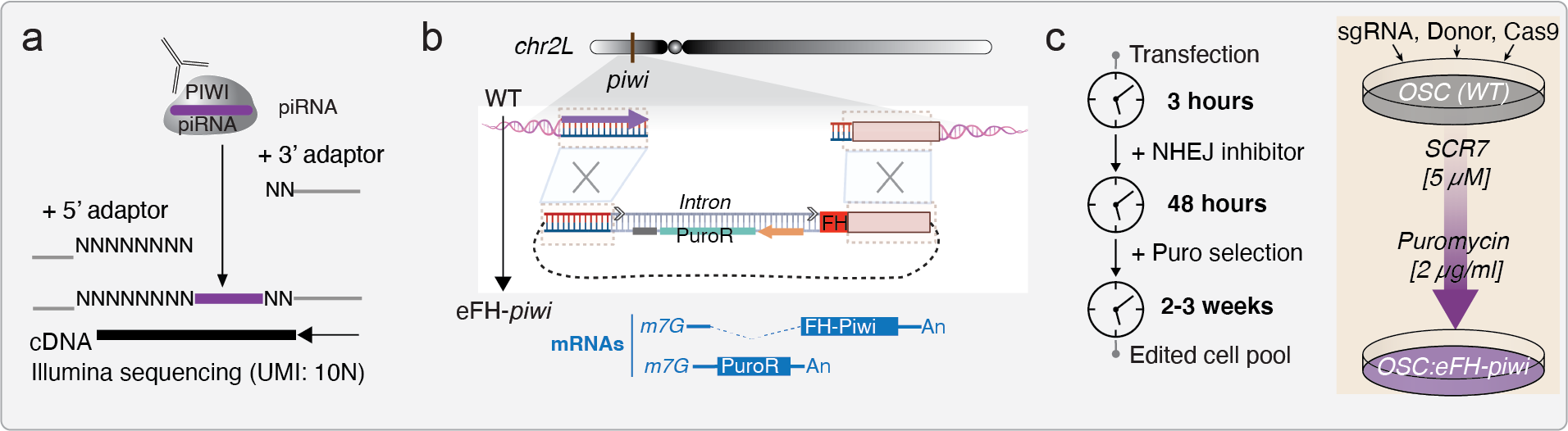 Functional editing of endogenous genes through rapid selection of cell pools.