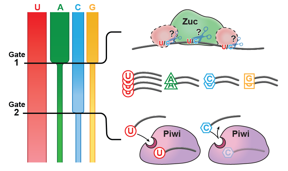 Model for the establishment of a 1U-bias.