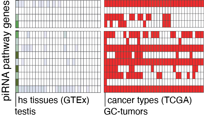 Aberrant expression of select piRNA-pathway genes.