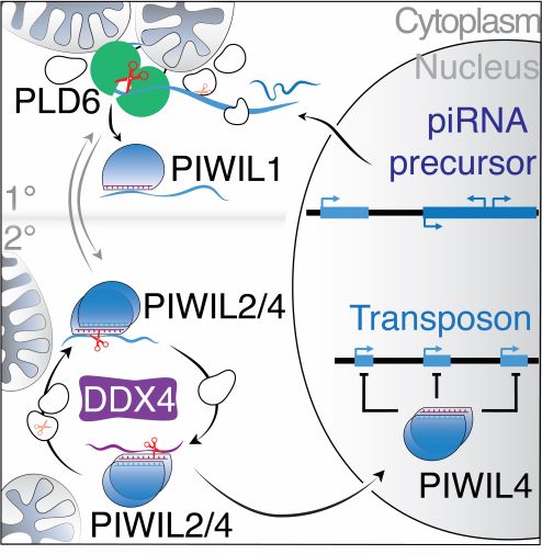 Simplified model of mammalian piRNA pathways.