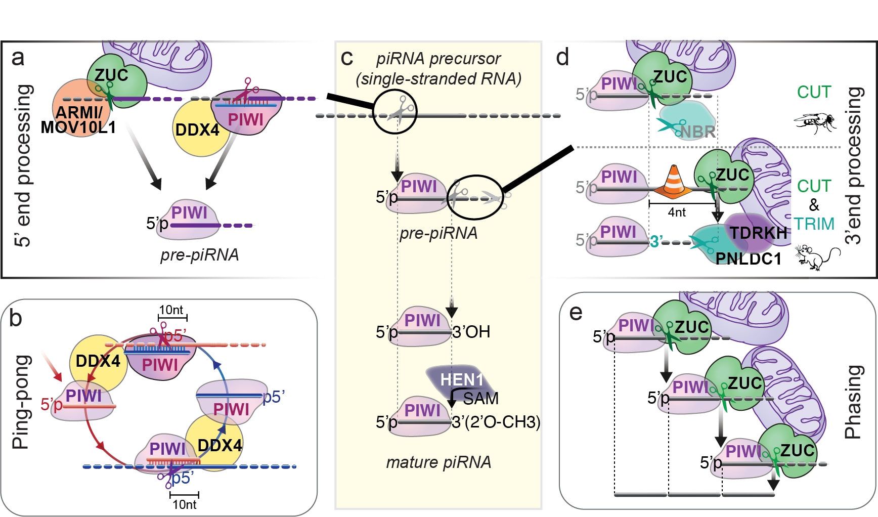 PiRNA biogenesis in flies and mice