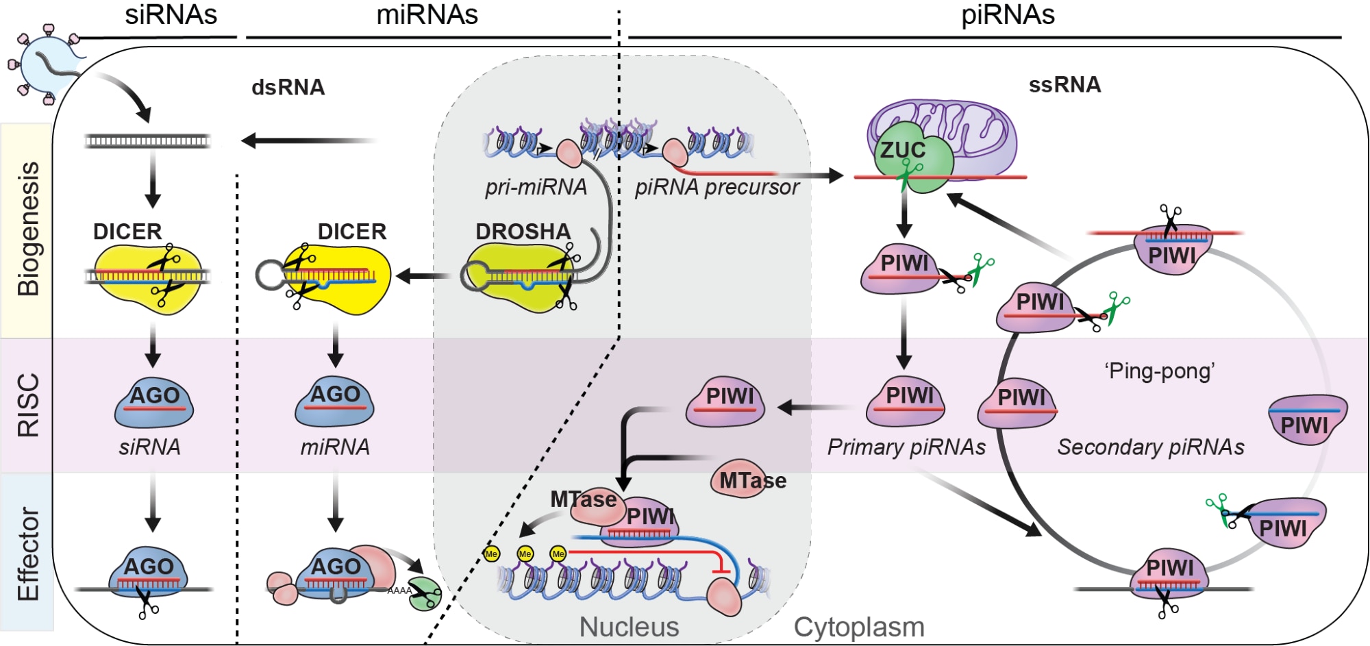 An oversimplified depiction of the three major small RNA pathways in animals