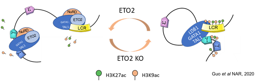 Diagram showing ETO2 repressing fetal global genes HBG1 and HGB2.