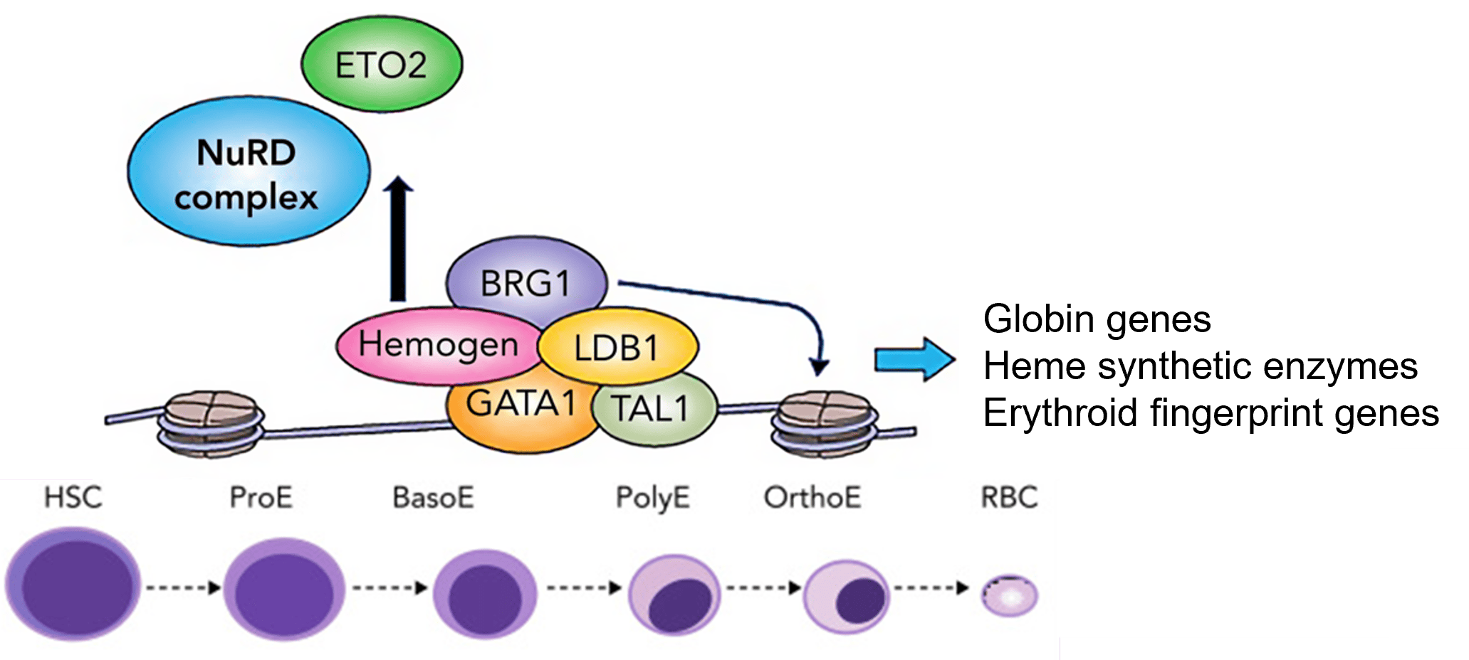 Diagram of hemogen evicting the repressor ETO2/NuRD.