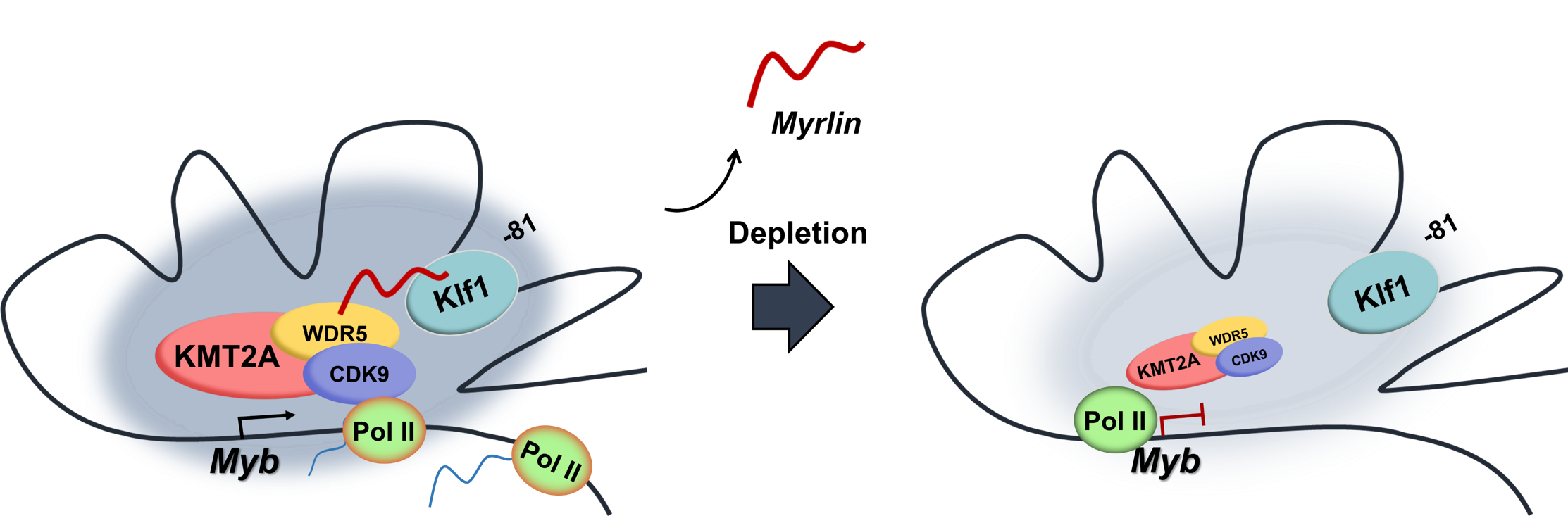 Model of the Myb locus enhancer hub.