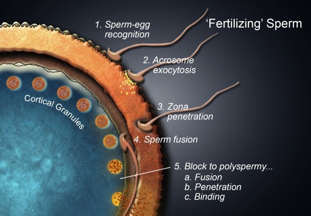 Diagram of mouse fertilization