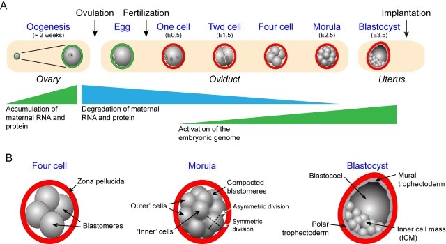 Diagram of early mouse development