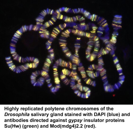 Photo showing polytene chromosomes of Drosophilia