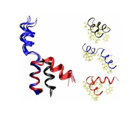 N-terminal fusion domain of hemagglutinin.