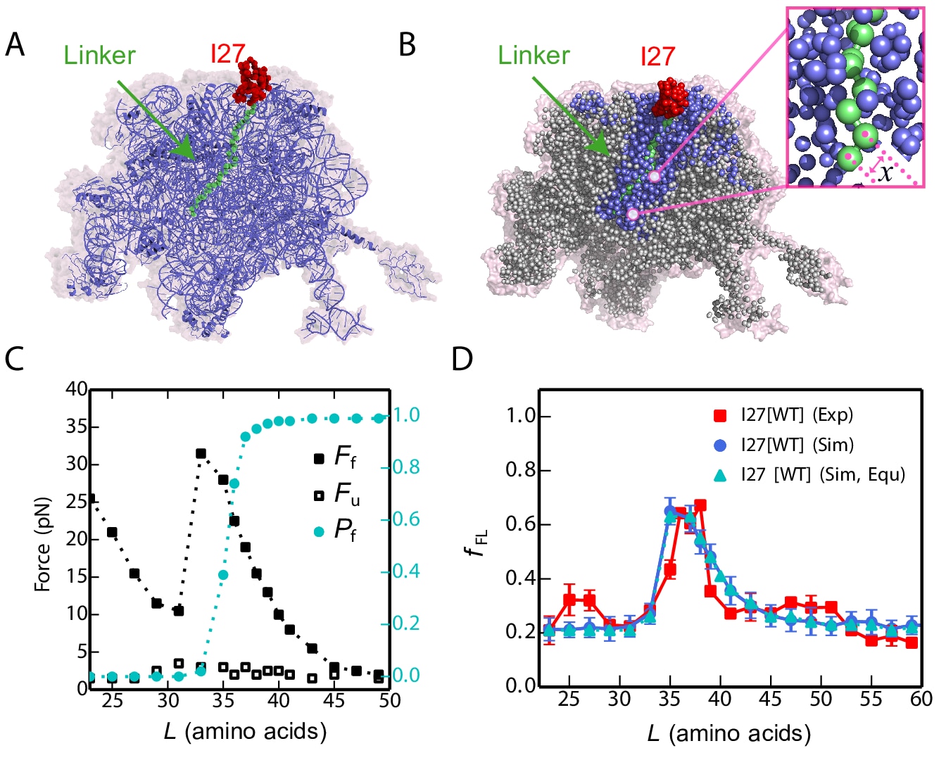 Coarse-grained molecular simulations of protein folding on the ribosome