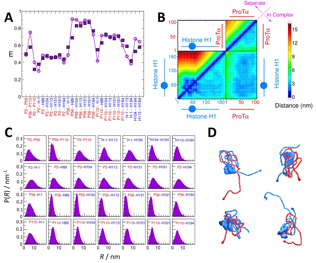 Coarse-grained simulations describing the association of histone H1 with its chaperone prothymosin alpha.