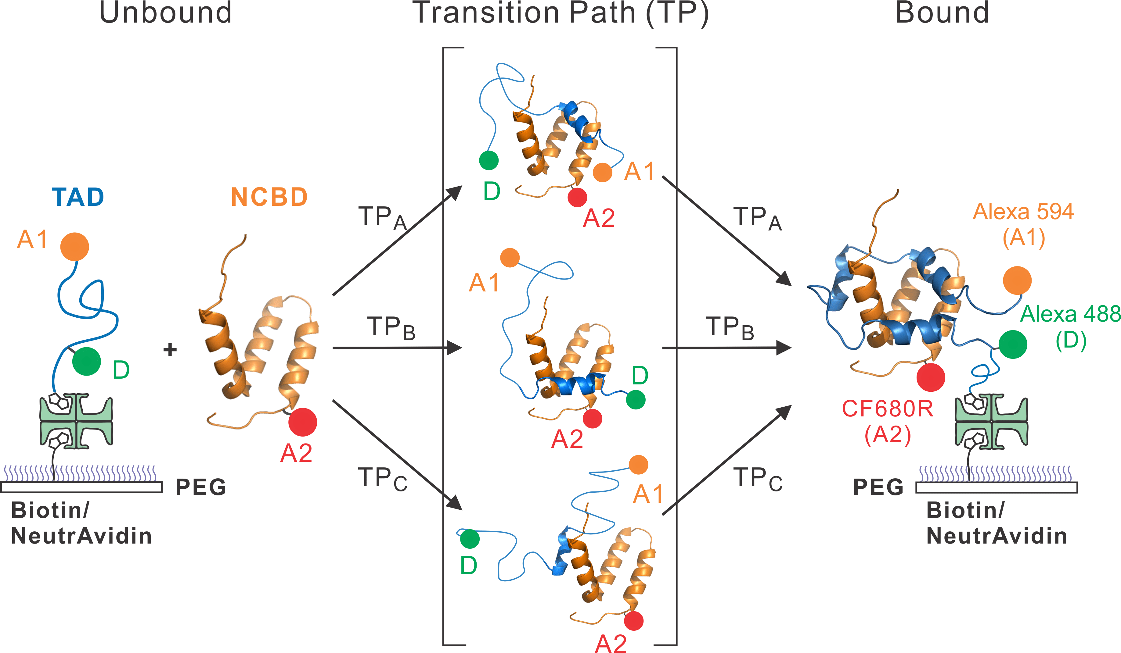 Heterogeneous binding pathways of an intrinsically disordered protein probed by three-color single-molecule FRET.