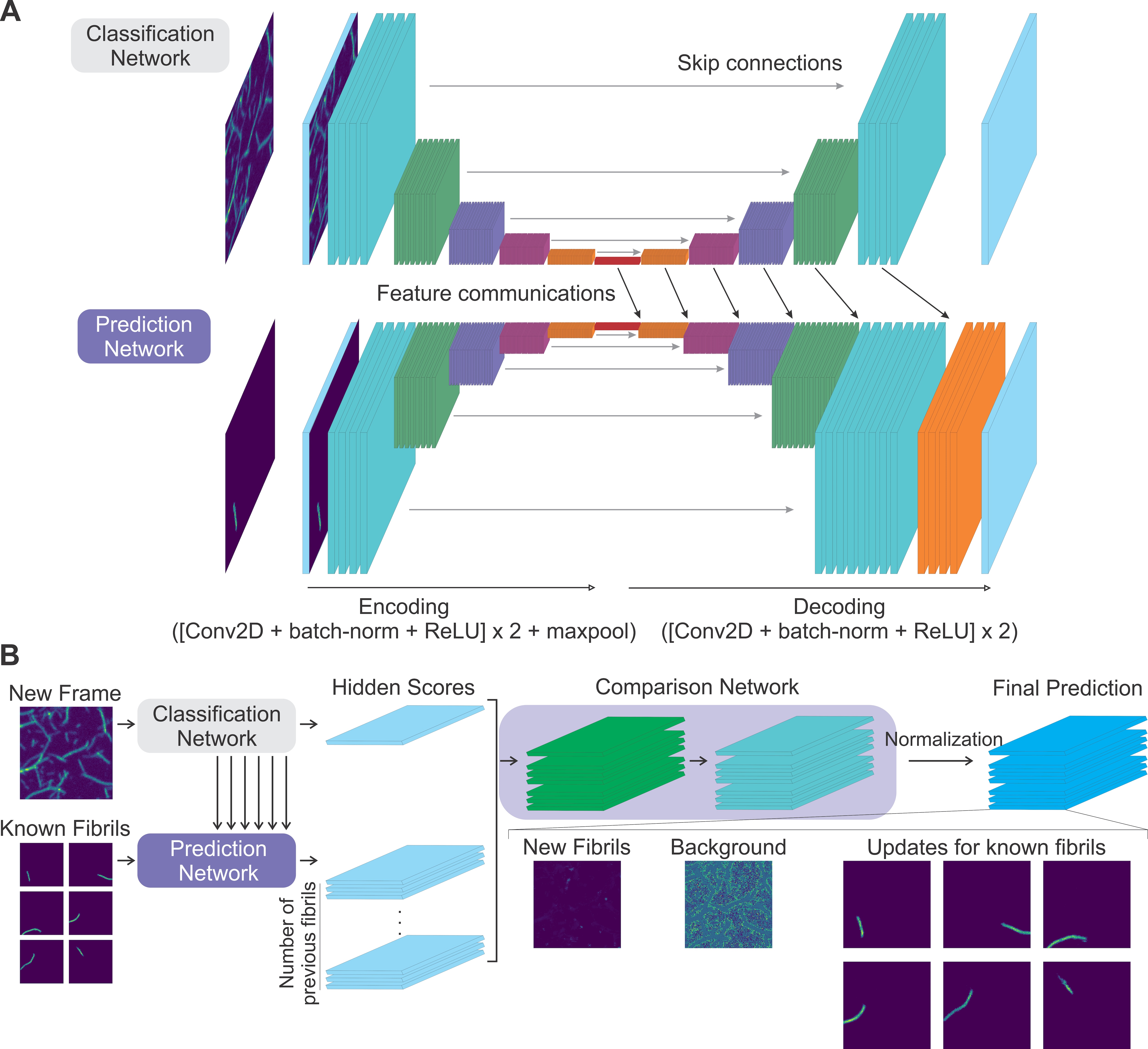 A deep neural network (FNet) to separate overlapping fibrils for quantitative single fibril analysis.