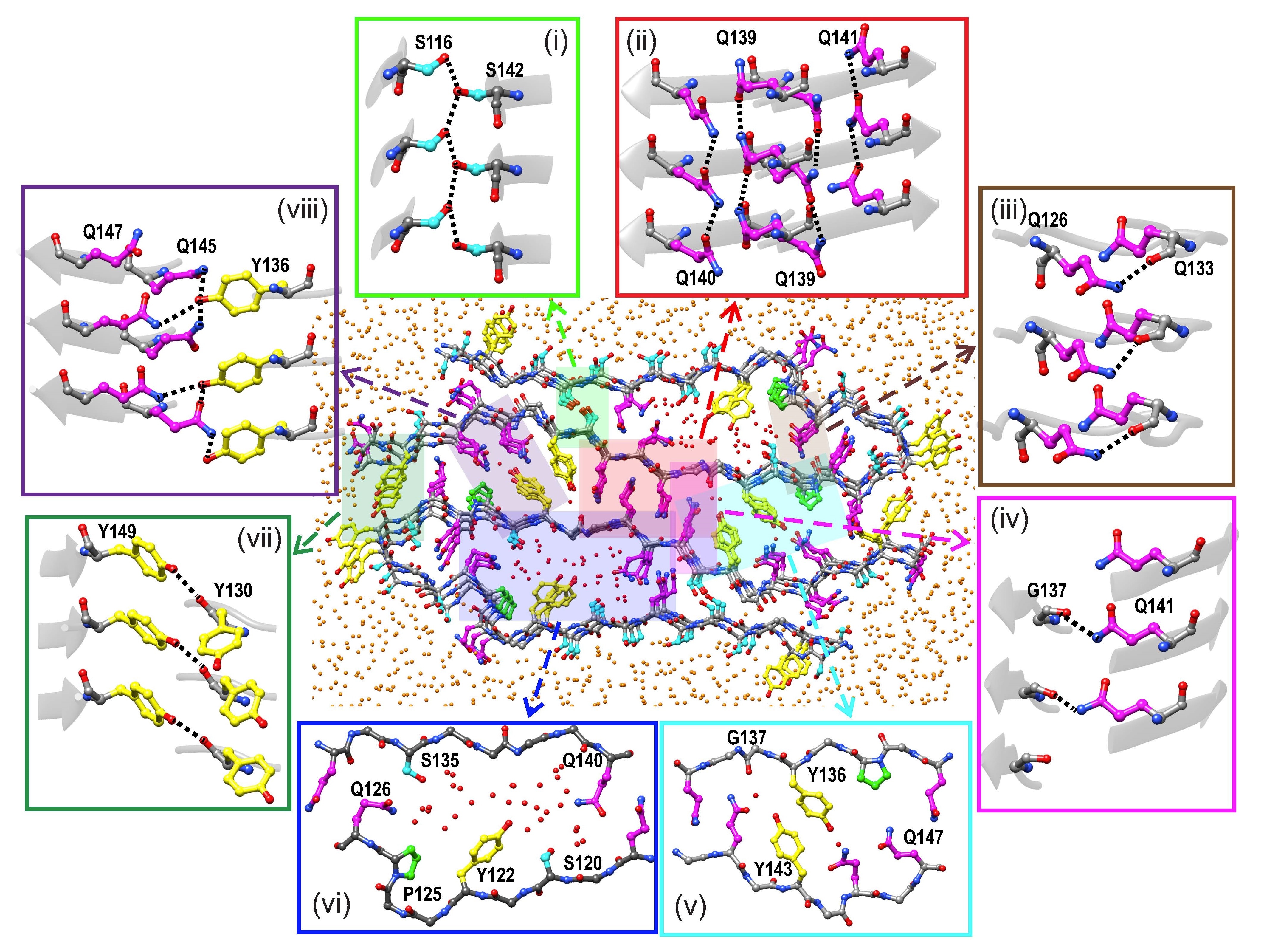 Self-assembly by low complexity protein sequences