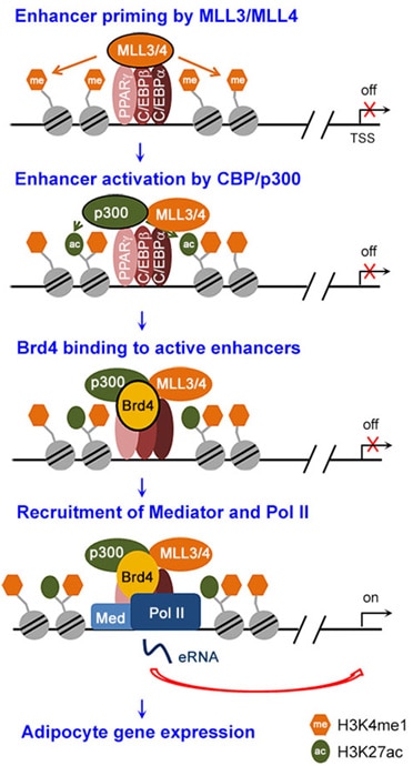 Epigenomic regulation of enhancers.