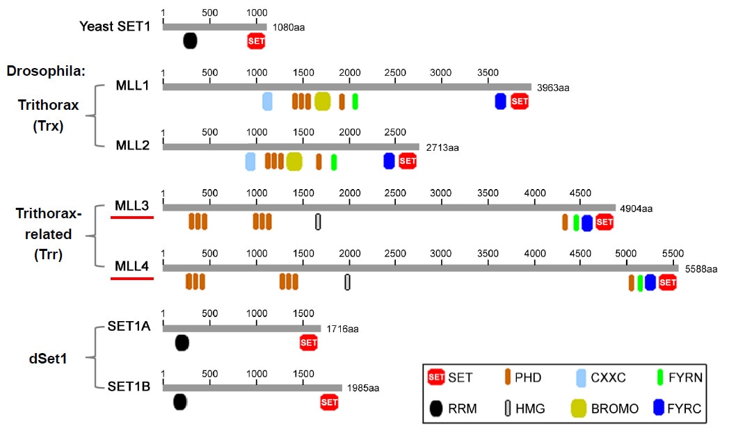 Histone H3K4 methyltransferases.