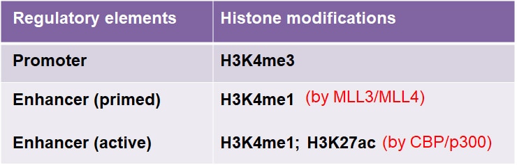 Histone modifications at enhancers