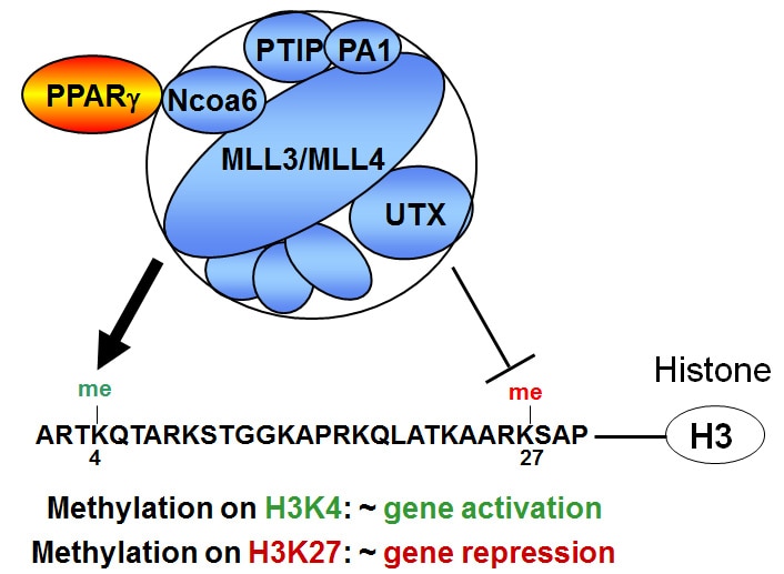 PPAR physically interacts with MLL3/4 complex.