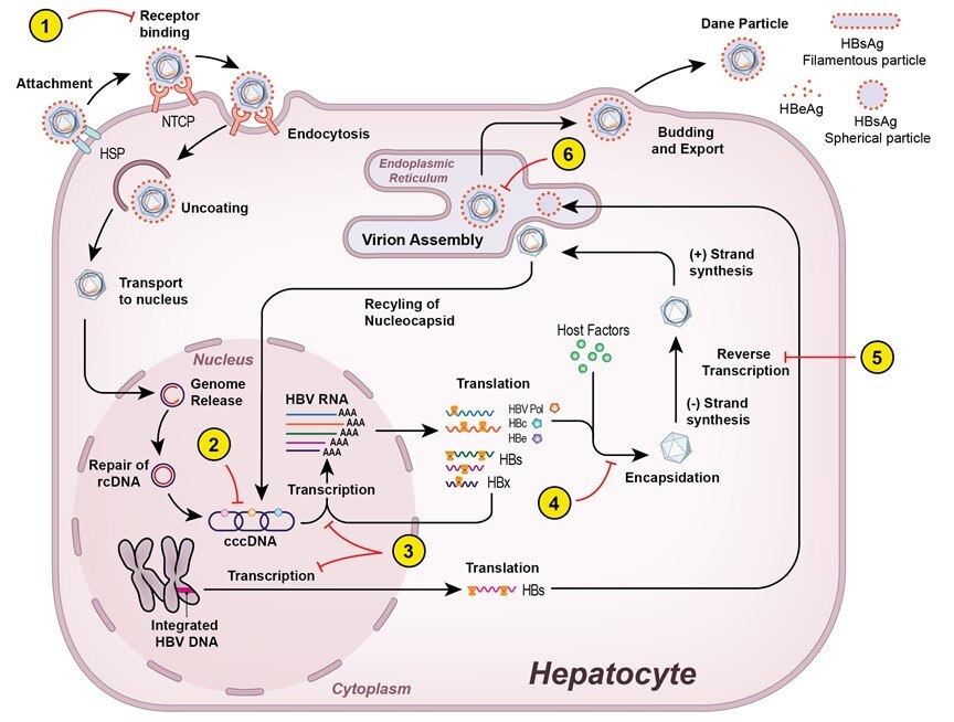 A figure showing the lifecycle of HBV within a hepatocyte and targets for drug development.