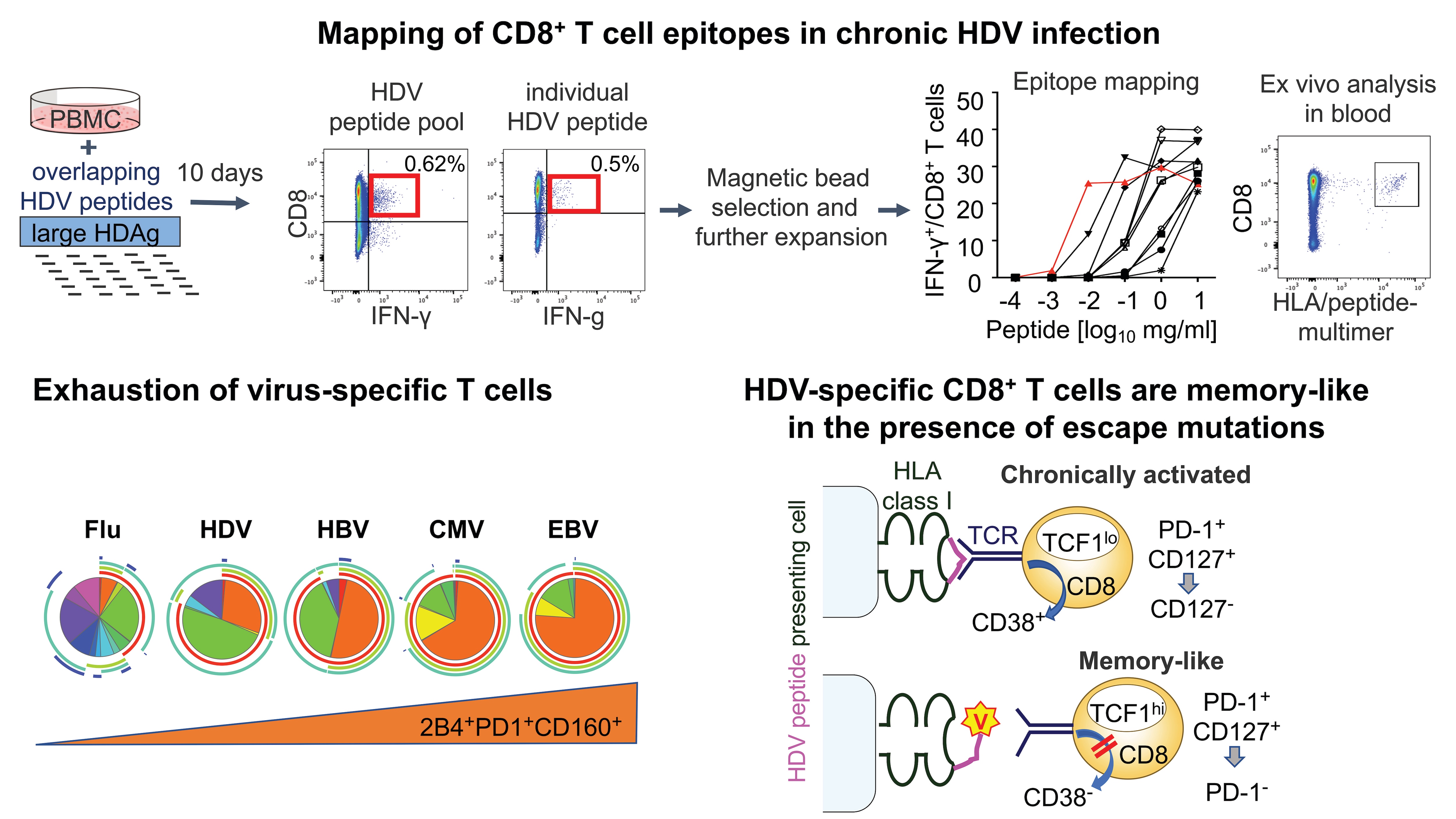 Diagram showing mapping of CD8+ T cell epitopes in chronic HDV infection, exhaustion of virus-specific T cells, and HDC-specific CD8+ T cells are memory-like in the presence of escape mutations.