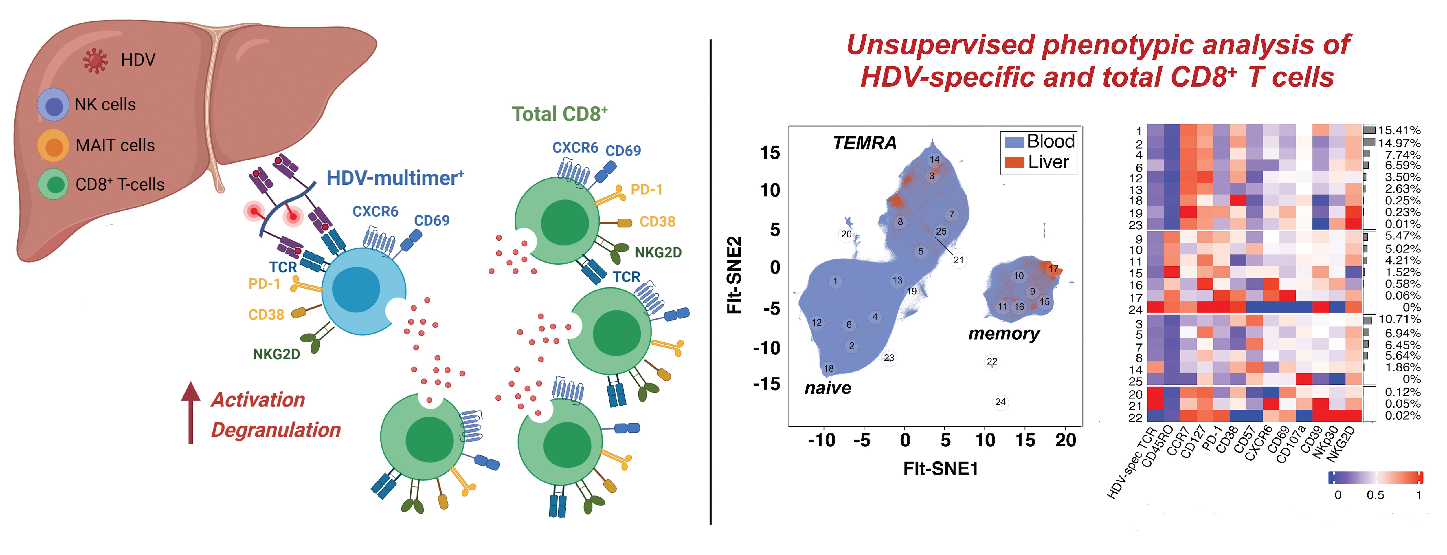 Diagram of unsupervised phenotypic analysis of HDV-specific and total CD8+ T cells.