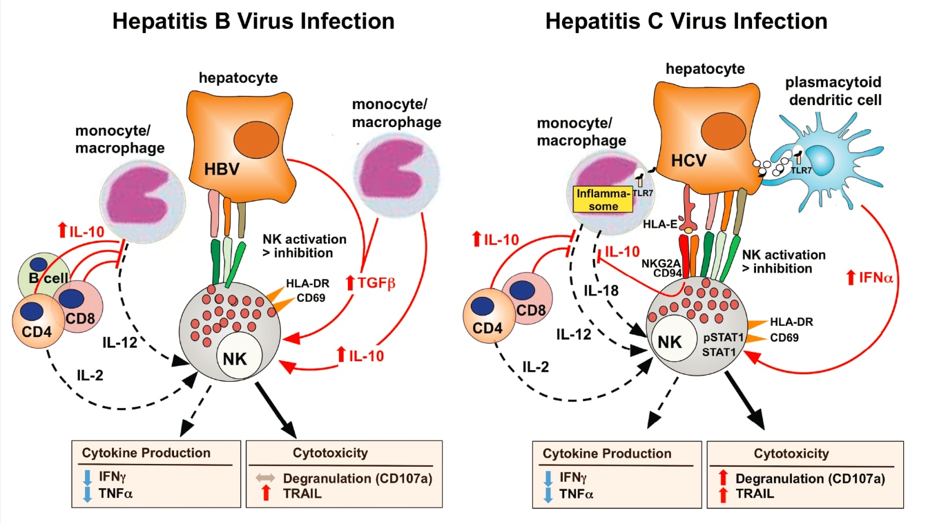 Natural killer cells display increased cytotoxicity and decreased cytokine production in chronic viral hepatitis. 