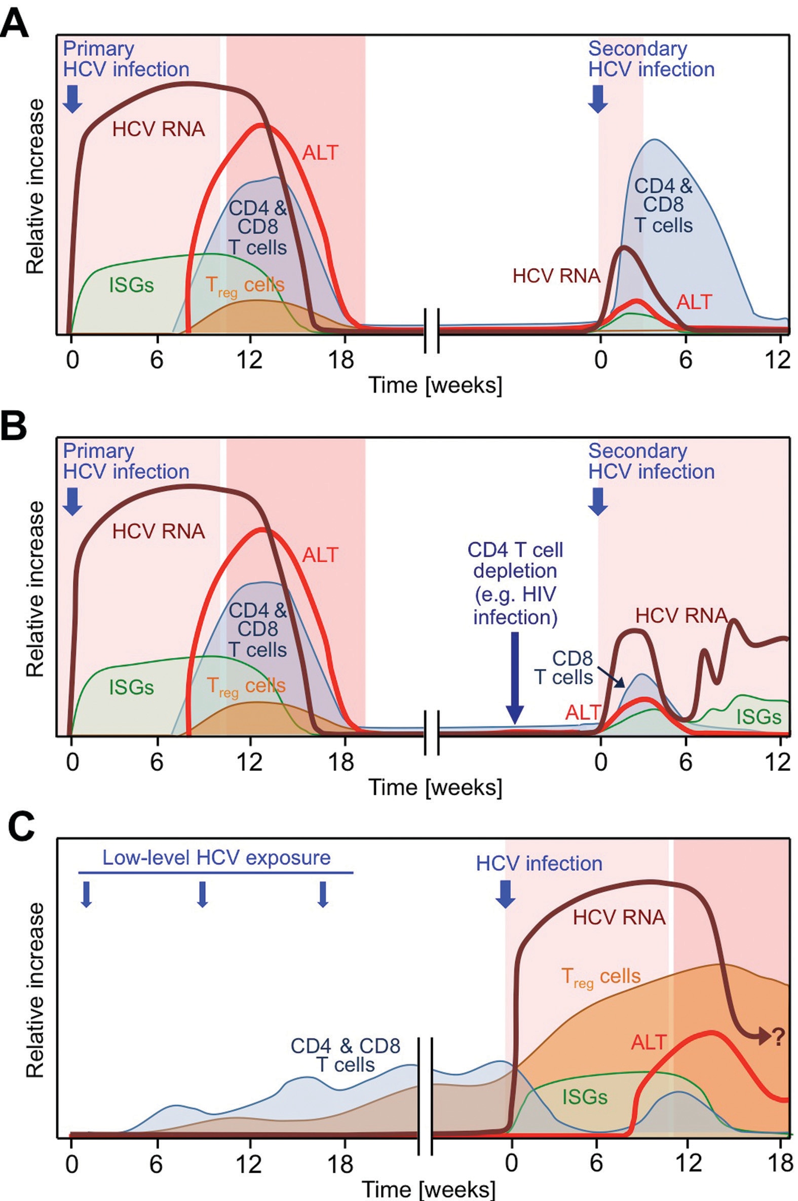 Low level HCV exposures abrogate protection from HCV reinfection due to induction of regulatory CD4 T cells.