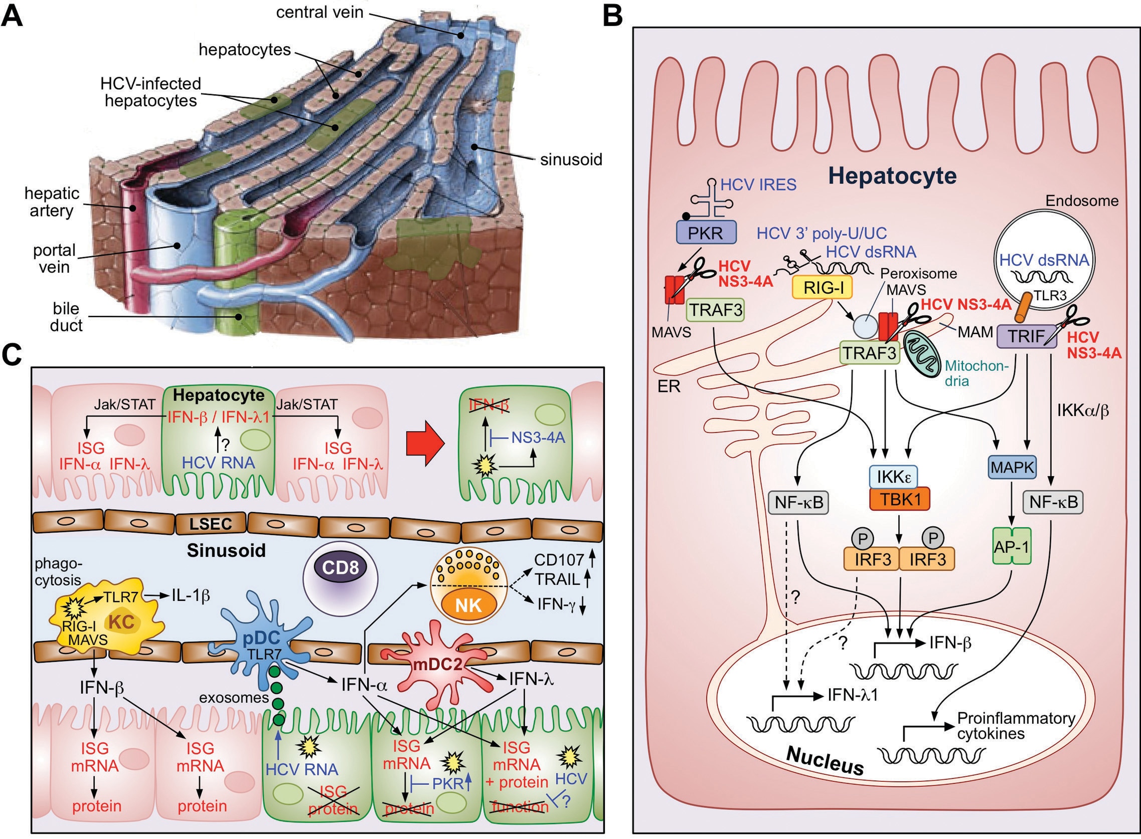 Hepatitis C virus induces and evades innate immune responses in the liver. 