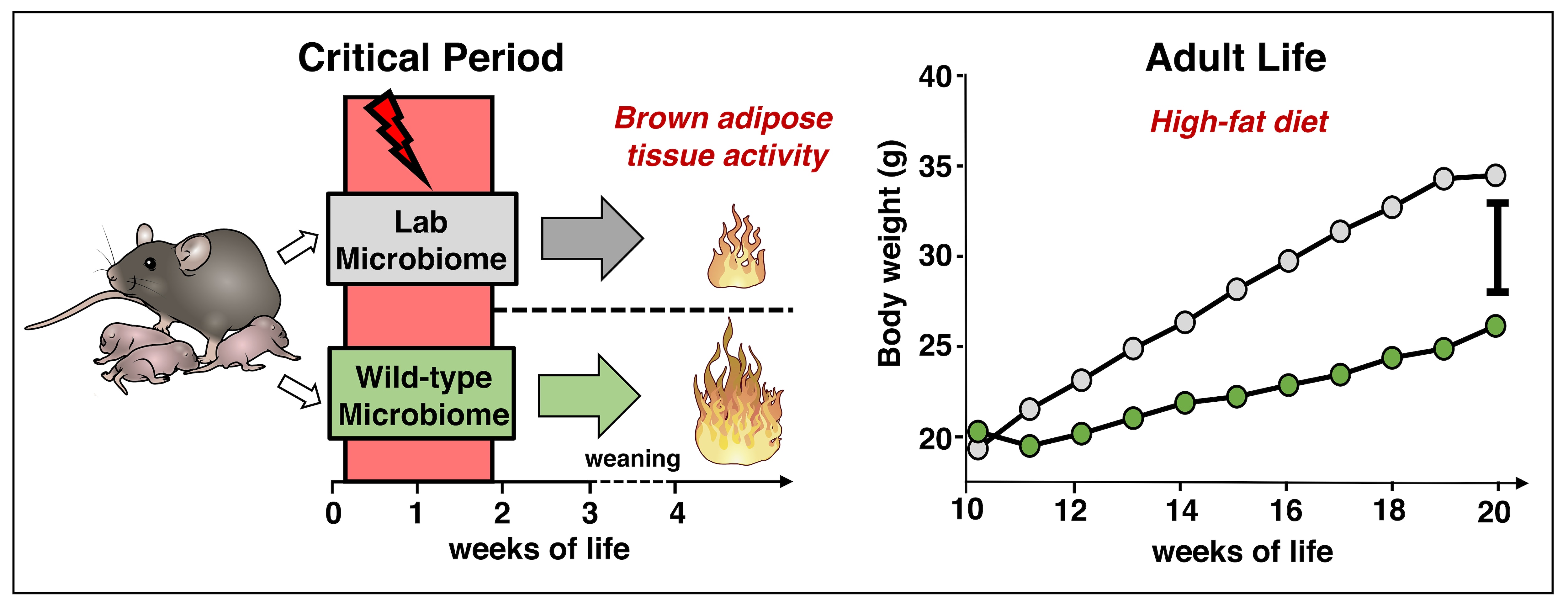 Diagram showing brown adipose tissue activity in lab vs. wild-type microbiomes.
